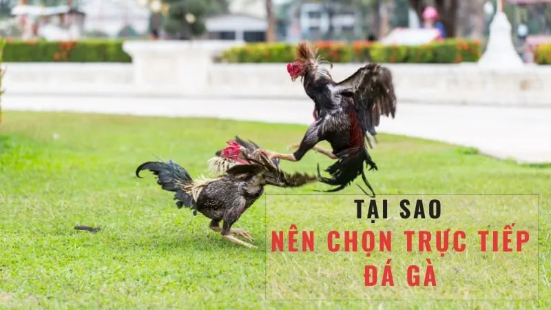 Giới thiệu về đá gà trực tiếp c1 c2 c3