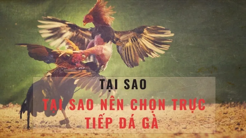 Lịch sử và nguồn gốc của đá gà