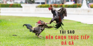 Xem Đá Gà Trực Tiếp C1, C2, C3 Hấp Dẫn Nhất Ngày Hôm Nay